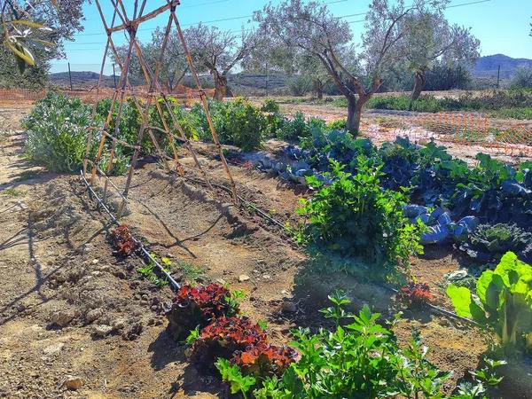 Terreno en Paraje Ballestera s/n