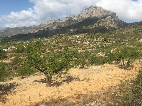 Terreno en camino de l'Ermita, km 4