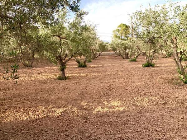 Terreno en Cañada del Fenollar