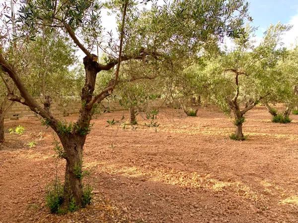 Terreno en Cañada del Fenollar