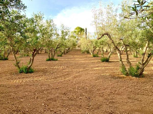 Terreno en Cañada del Fenollar