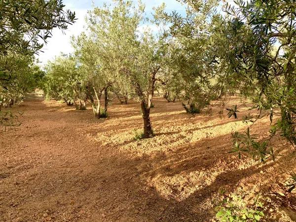 Terreno en Cañada del Fenollar