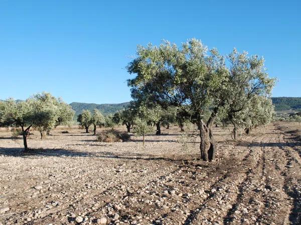 Terreno en Biar