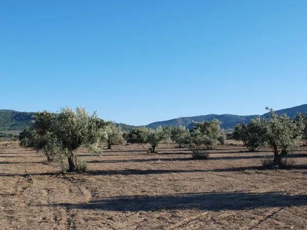 Terreno en Biar