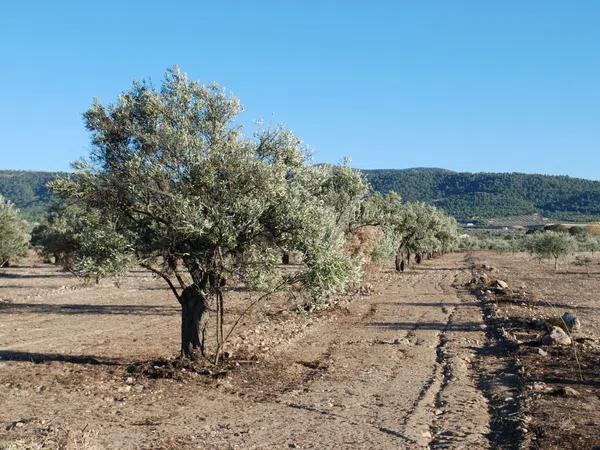 Terreno en Biar