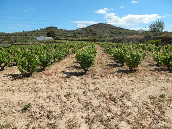 Terreno en Les Fonts