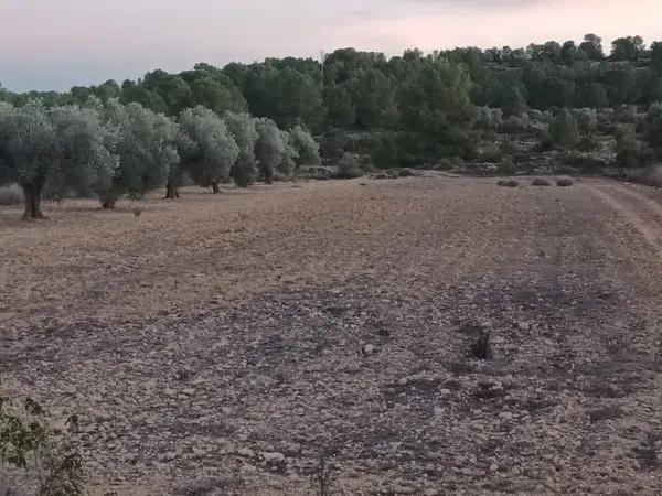 Terreno en Partida Bellongues, 29 PolgonolasHiguerasparcela