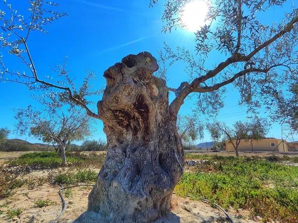 Terreno en Campello Pueblo