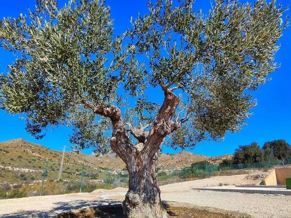 Terreno en Campello Pueblo