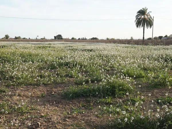 Terreno en Alzabares