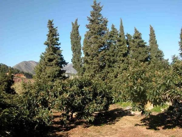 Terreno en Callosa d'En Sarria