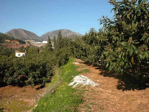 Terreno en Callosa d'En Sarria