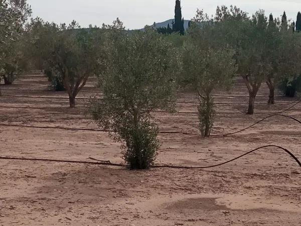 Terreno en camino Canyada