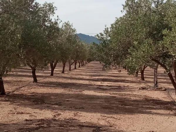 Terreno en camino Canyada