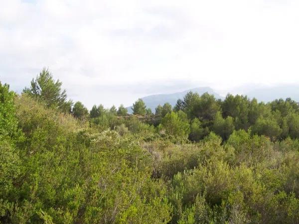 Terreno en camino de Serrallonga