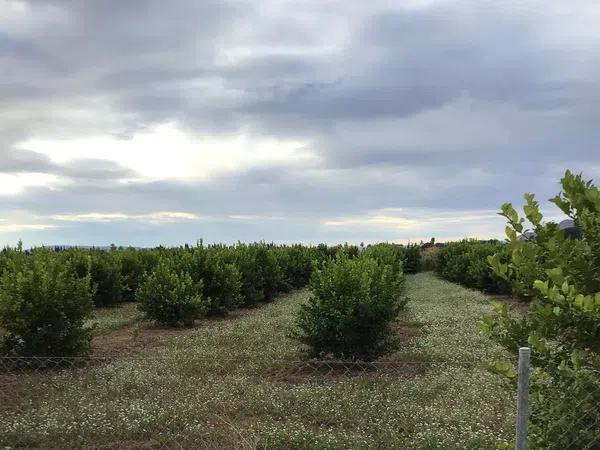 Terreno en camino Almarjaleta, 22 -28