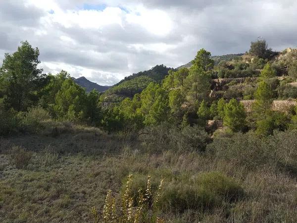 Terreno en camino lóya del pintat s/n