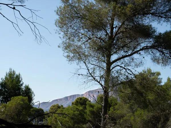 Terreno en Partida Comunes-Adsubia