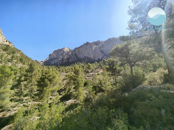 Terreno en camino de la Partida Pla de Cabeçó