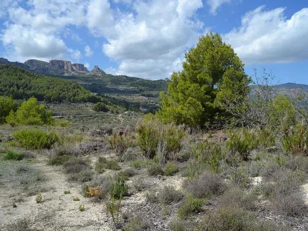 Terreno en Benimantell