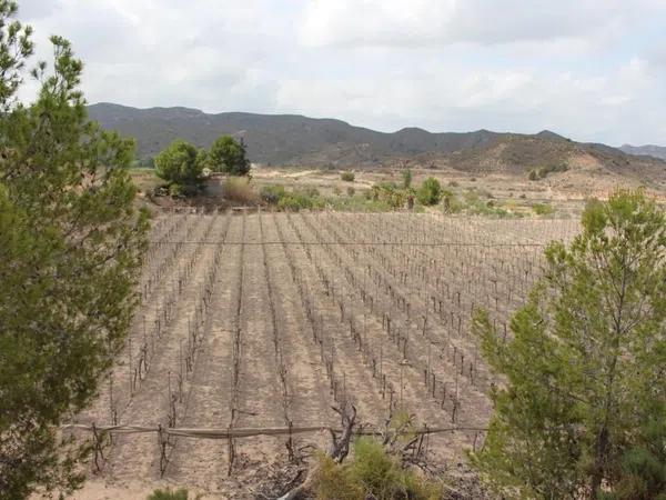 Terreno en calle Carlos Arniches