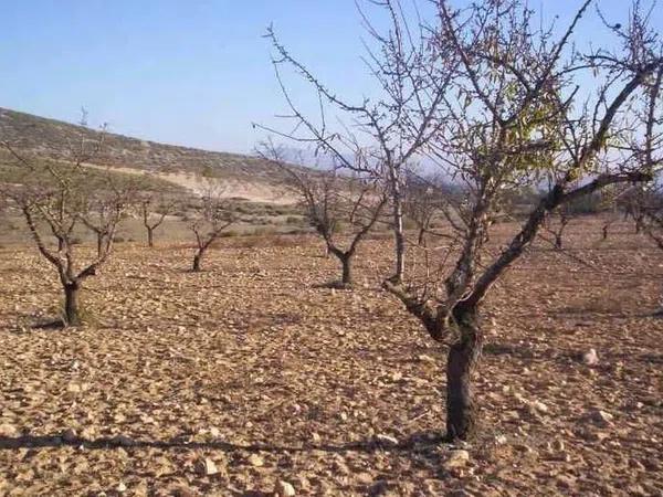 Terreno en Partida Cabezo de la Virgen