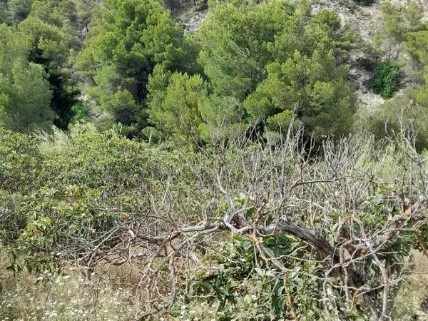 Terreno en Guadalest