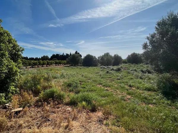 Terreno en camino de Gandia a Dénia, 71 -29