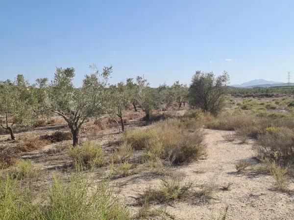 Terreno en Monforte del Cid