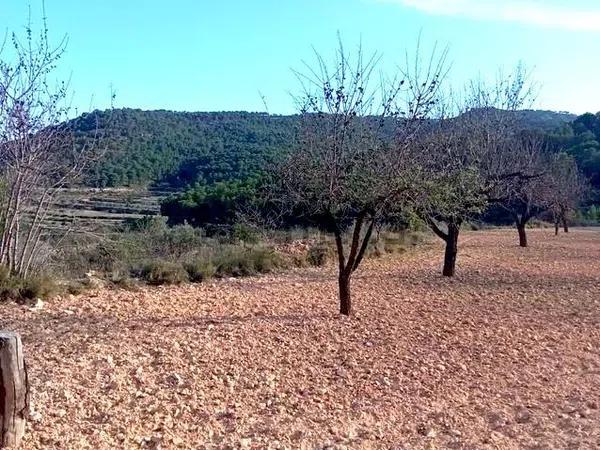 Terreno en Poligono 12, parcela 70, Partida Castillo s/n