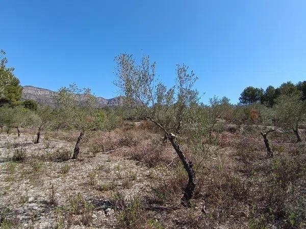 Terreno en Gayanes