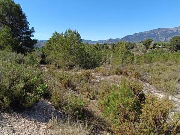 Terreno en Gayanes