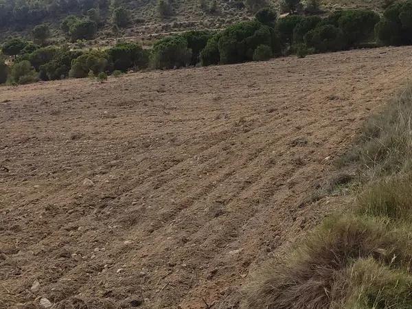 Terreno en Cantalar poligono 22, 10 Parcela