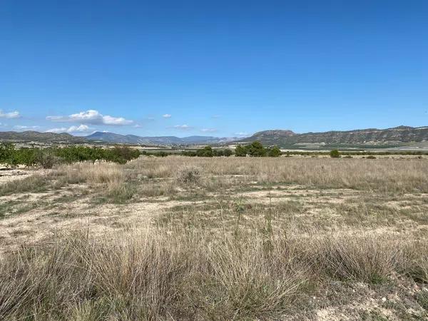 Terreno en carretera Monovar s/n sn