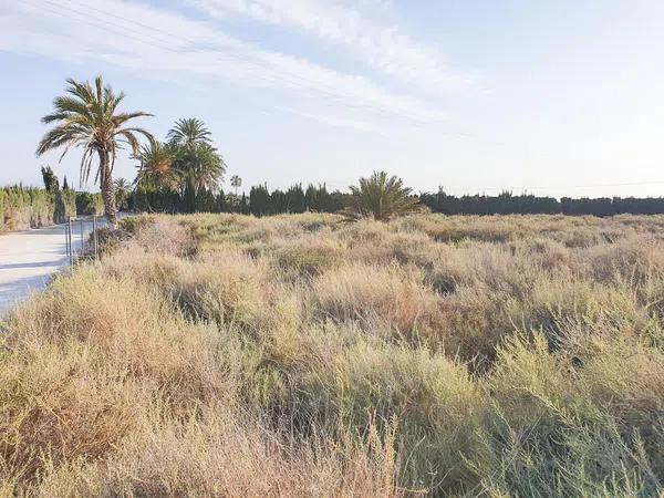 Terreno en La marina poligono 49 parcela 92, 92