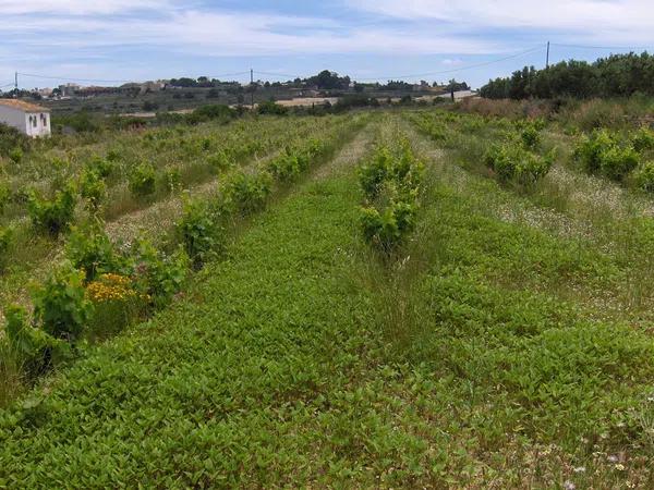 Terreno en Partida Benimalluny