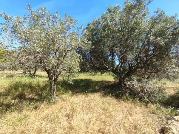 Terreno en Partida Tosal - Zona dels Castellans