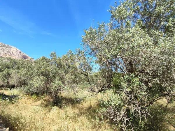 Terreno en Partida Tosal - Zona dels Castellans