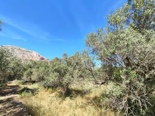 Terreno en Partida Tosal - Zona dels Castellans