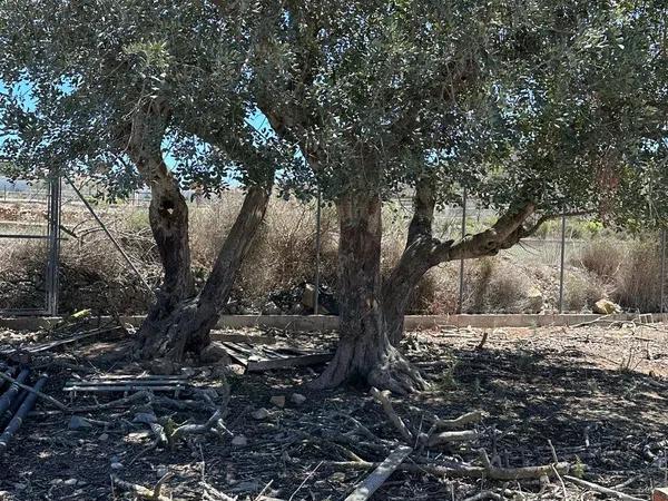 Terreno en camino Abiar Baixa s/n