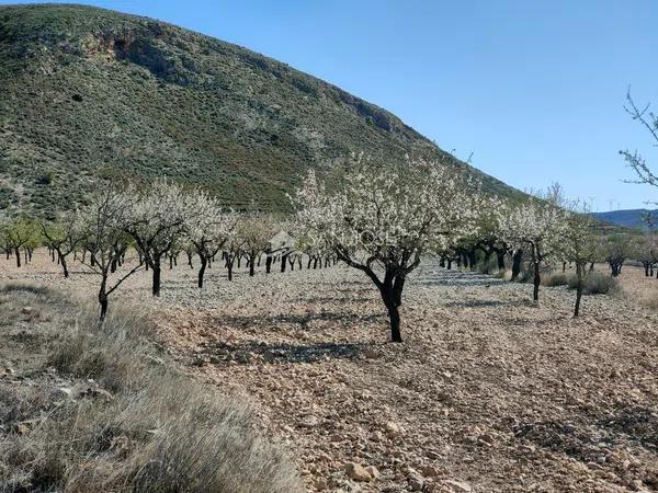 Terreno en La Murada-Los Vicentes