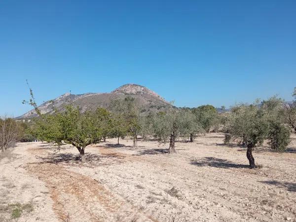 Terreno en Partida Petrosa s/n