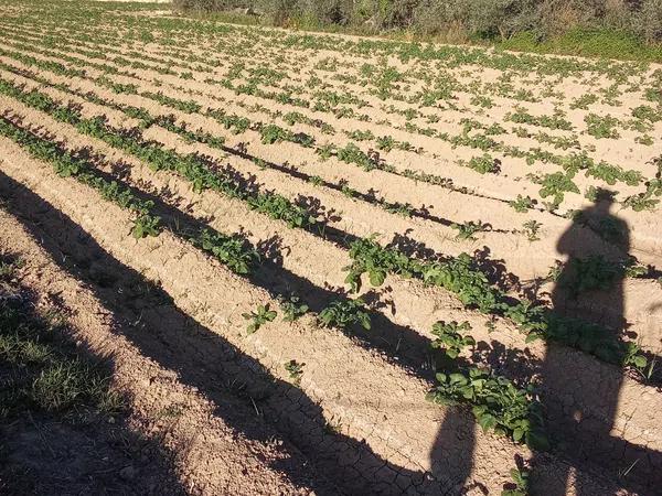 Terreno en carril de los Murcia, 5