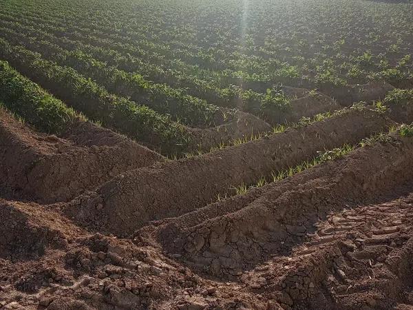 Terreno en carril de los Murcia, 5