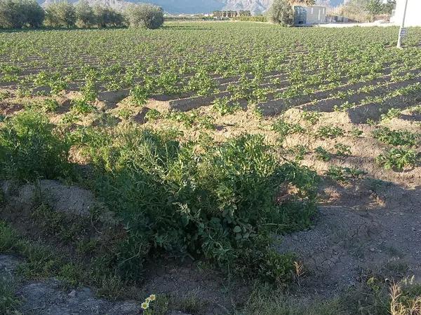 Terreno en carril de los Murcia, 5