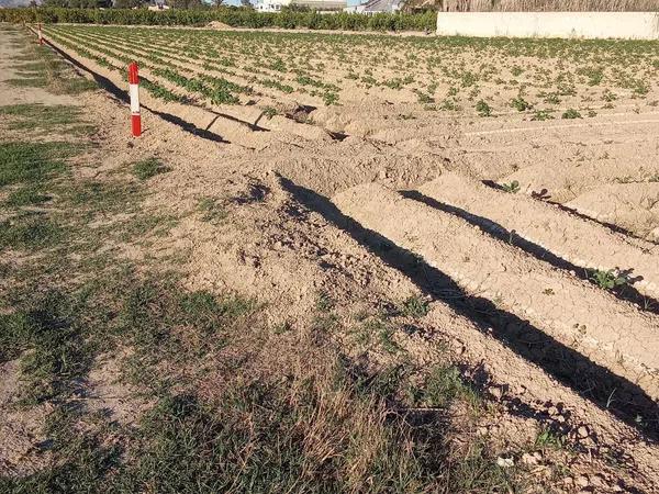 Terreno en carril de los Murcia, 5