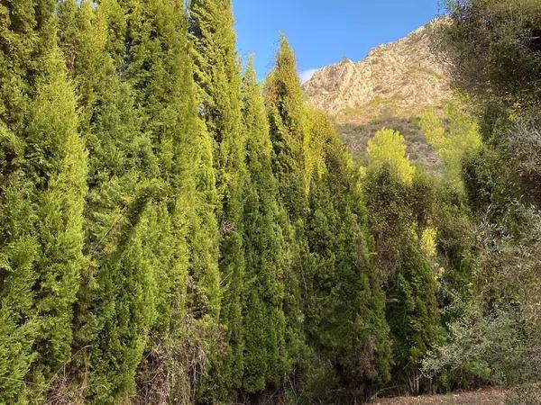 Terreno en Diseminado Ocaive, 8 OcaivePedrequer