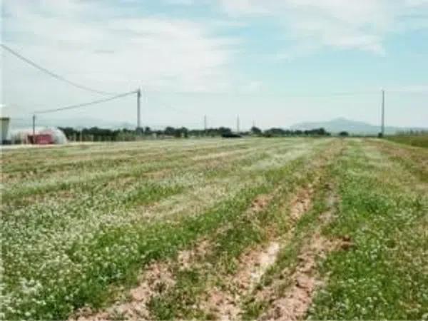 Terreno en camino Viejo de Hondón, 41 PolgonoParcela