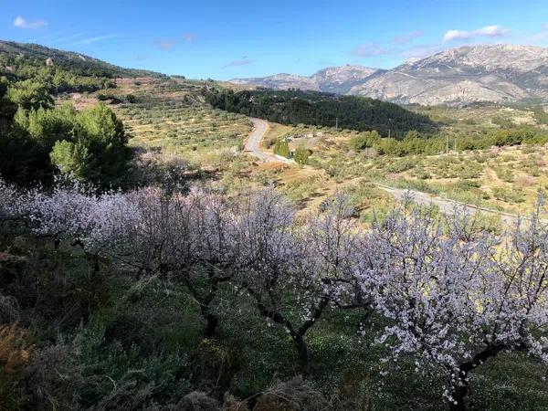 Terreno en Benimantell