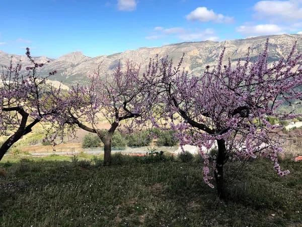 Terreno en Benimantell